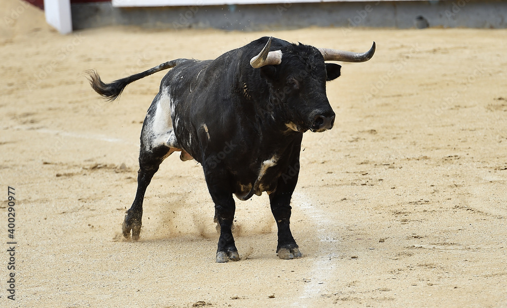 spanish fighting bull with big horns on spanish bullring spanish fighting bull with big horns on spanish bullring