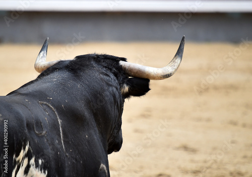 spanish bull with big horns on spanish bullring