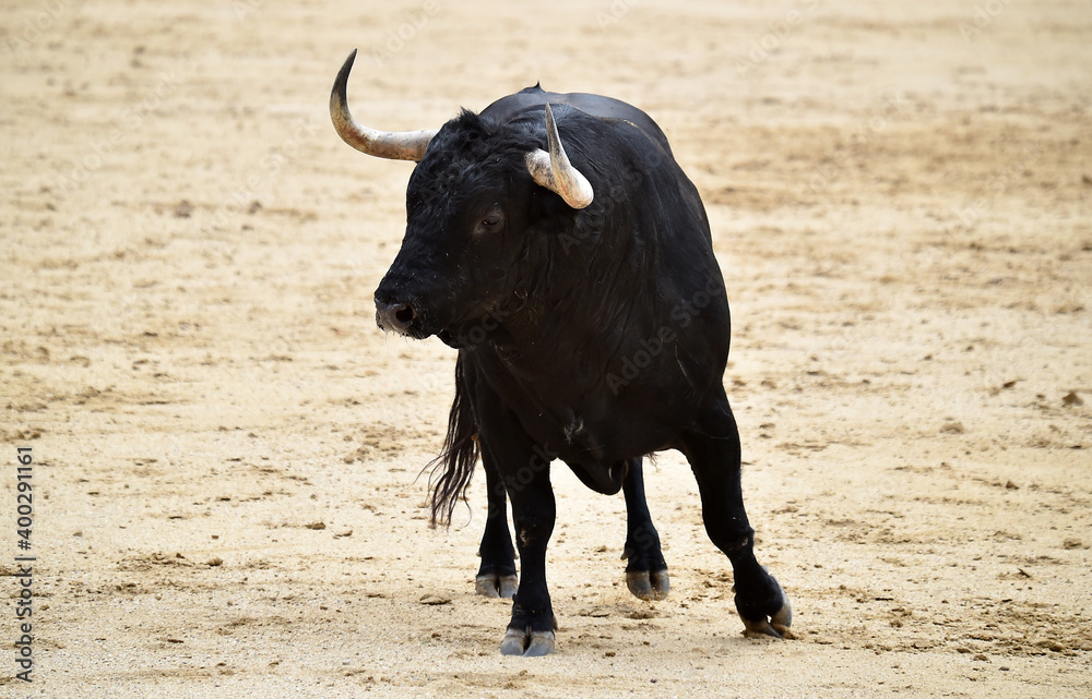 toro bravo español en una plaza de toros durante un espectaculo de toreo toro bravo español en una plaza de toros durante un espectaculo de toreo