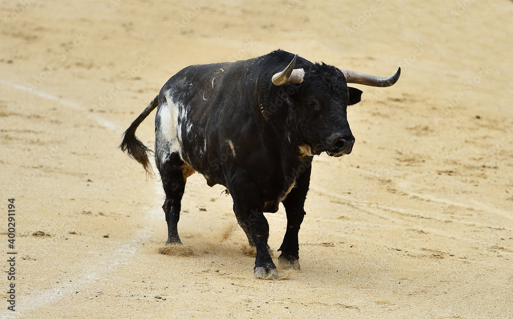toro bravo español en una plaza de toros durante un espectaculo de toreo toro bravo español en una plaza de toros durante un espectaculo de toreo