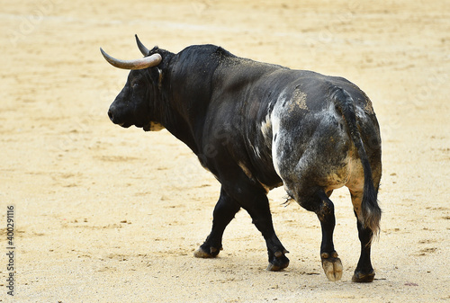 spanish brave bull with big horns on the bullring