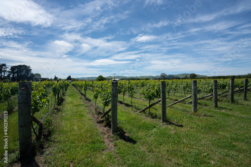 Rows of wine grapes growing on a vineyard in New Zealand on a sunny day