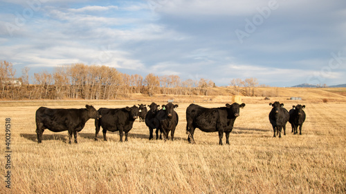Herd of Cows in an Open Pasture, Background Image of Cattle