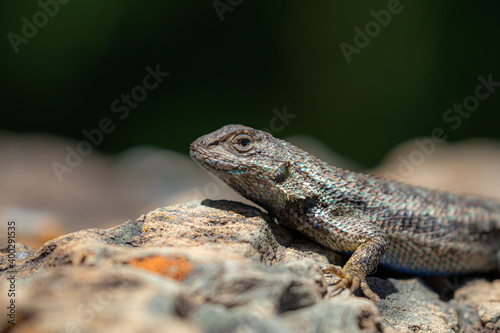 Western Fence Lizard, Blue Belly Lizard, California Coast Wildlife