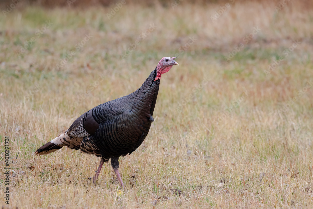 Fototapeta premium Turkey