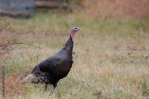Turkey in a Farm Field