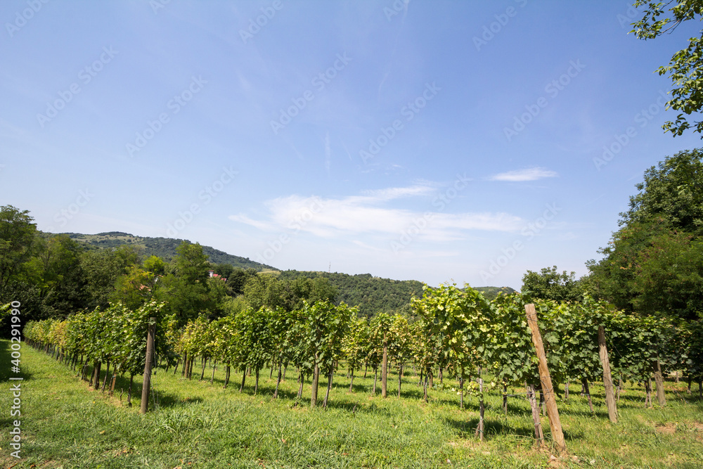 Vineyard made of rows of grape trees producing Chardonnay, on a hill during a sunny afternoon, taken in Fruska Gora mountain in Serbia, in a chateau producing white wine
