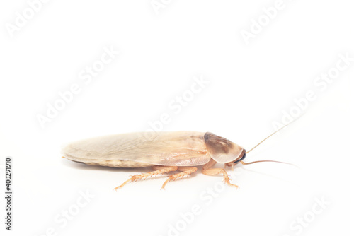 白背景の脱皮したてのゴキブリのオスの成虫(デュビア、アルゼンチンゴキブリ)