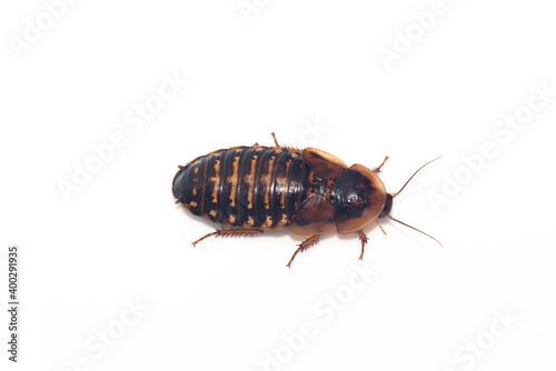 白背景のゴキブリのメスの成虫(デュビア、アルゼンチンゴキブリ)