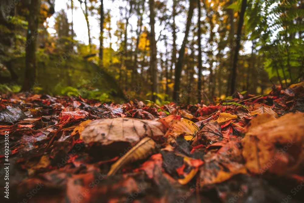 Fall at Honey Creek Loop Trail at Big South Fork National Recreation Area in central Tennessee 