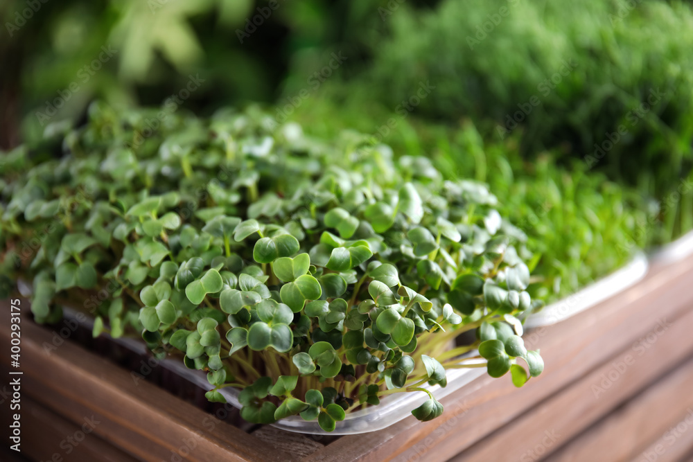 Fresh organic microgreens in wooden crate, closeup