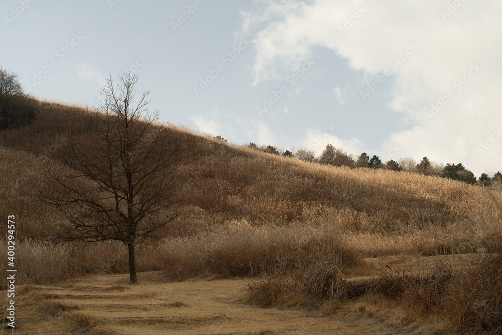 Obraz premium 枯れ木とすすきと空