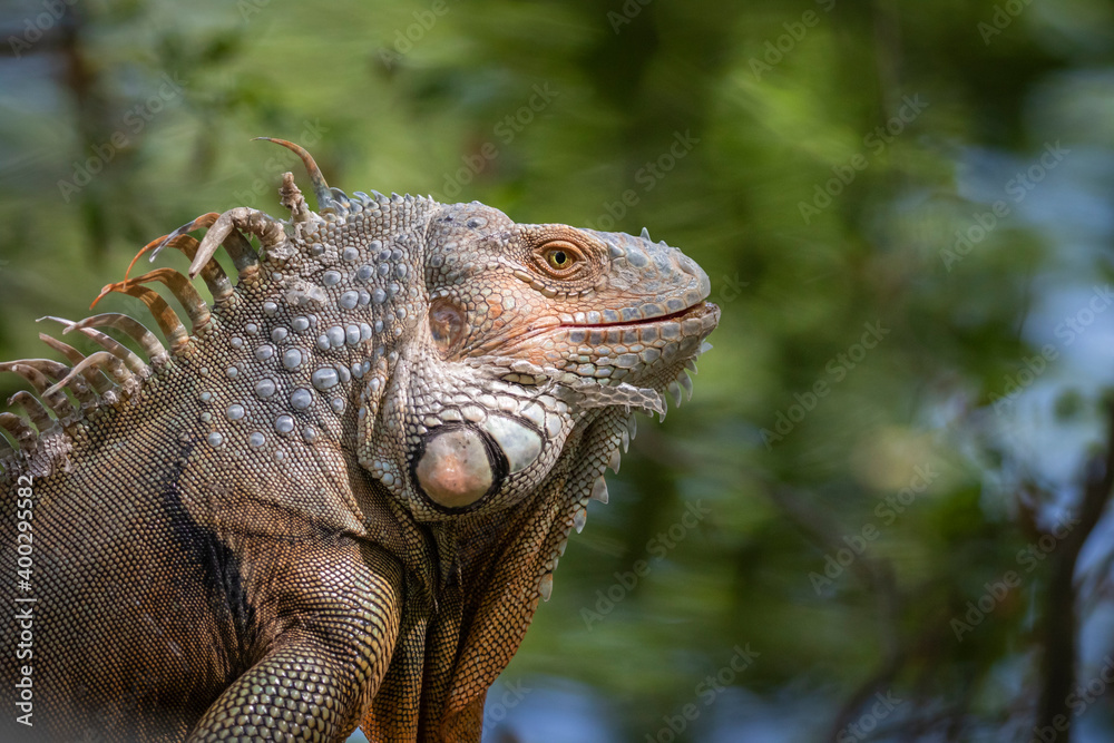 Obraz premium Image of green iguana morph on a natural background.