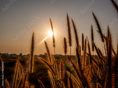 beautiful sunset in the field 