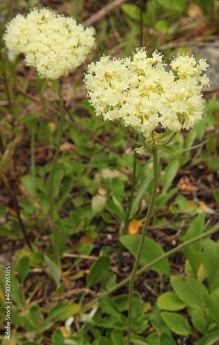 Sulfur Buckwheat (Eriogonum umbellatum) cream wildflower in Beartooth Mountains, Montana