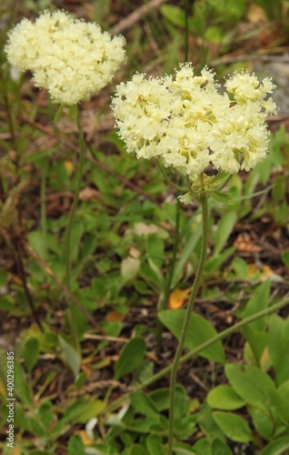Sulfur Buckwheat (Eriogonum umbellatum) cream wildflower in Beartooth Mountains, Montana photo