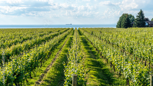 Fototapeta Naklejka Na Ścianę i Meble -  Vineyard in Niagara-on- the- lake, Ontario, Canada with Lake Ontario in background. 