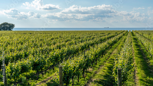 Vineyard in Niagara-on- the- lake, Ontario, Canada with Lake Ontario in background. 