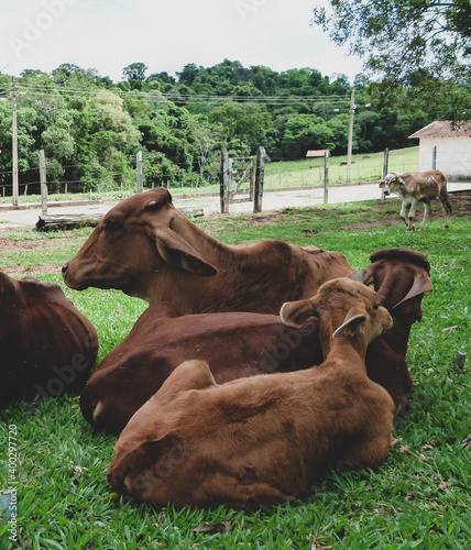 brown cows in a farm © Luiza