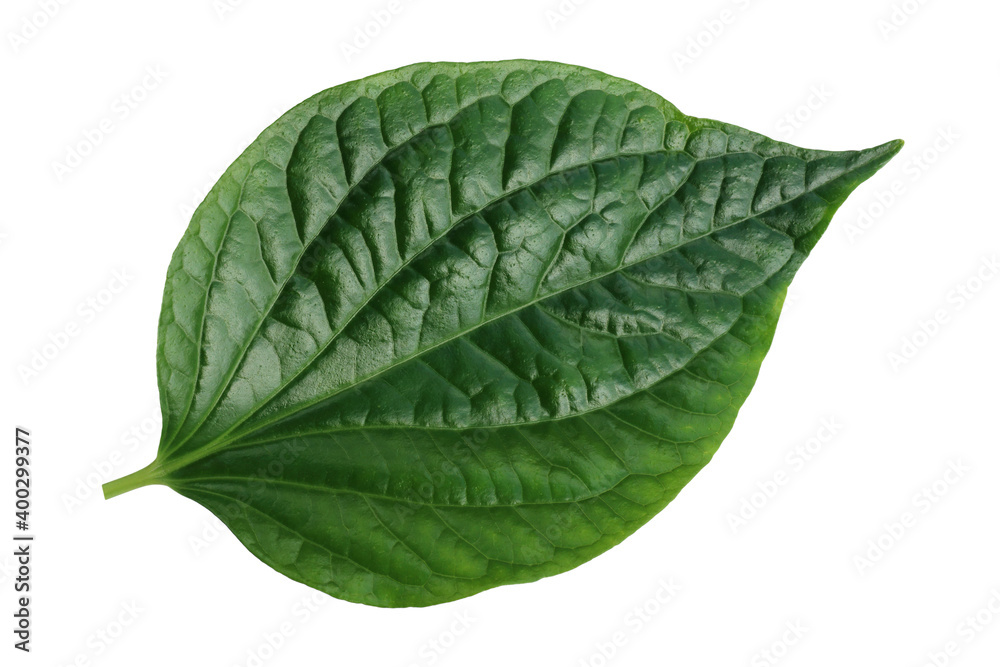 Fototapeta premium green leaf isolated on a white background
