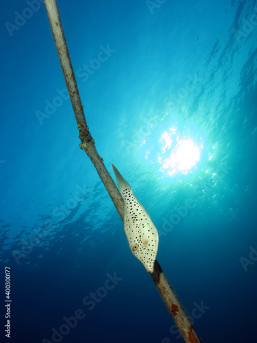 A Scrawled filefish Aluterus scriptus photo