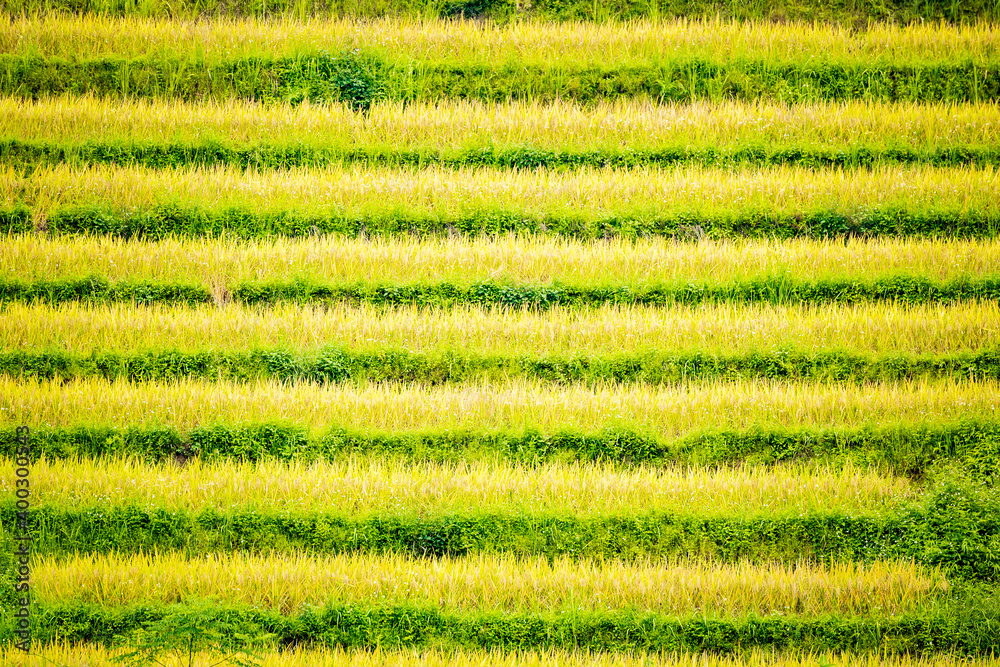 Beautiful view of Rice terrace at Hoang Su Phi. Viewpoint in Hoang Su Phi district, Ha Giang province, Vietnam Beautiful view of Rice terrace at Hoang Su Phi. Viewpoint in Hoang Su Phi district, Ha Giang province, Vietnam