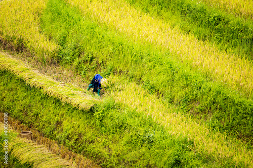 famers harvest rice on terraced field  rice field or paddy field   at Luoc s village  Ha Giang province  Viet Nam.
