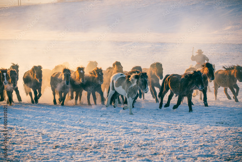 Horses running on the snow field in the morning