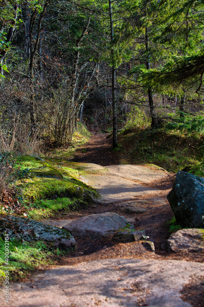 Forest path in the wilderness during the fall in Nanaimo, Vancouver Island, British Colombia, Canada Forest path in the wilderness during the fall in Nanaimo, Vancouver Island, British Colombia, Canada