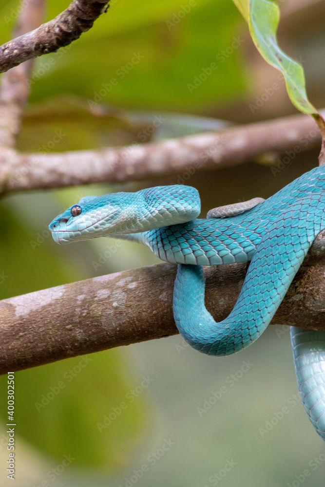 Naklejka premium blue pit viper wrapped around a wooden branch
