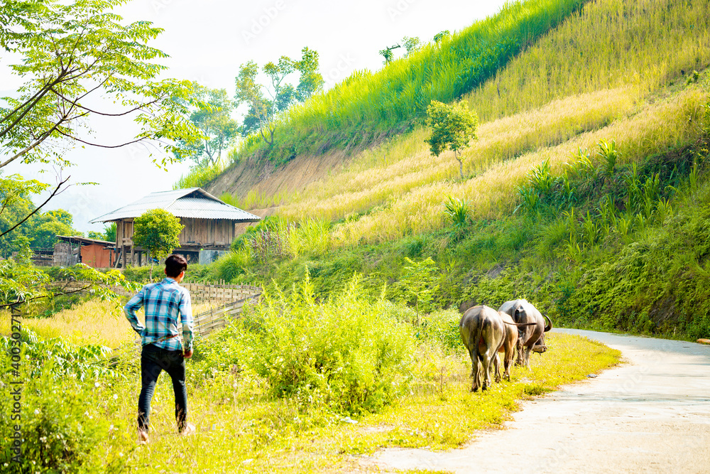 famers harvest rice on terraced field (rice field or paddy field ) at Luoc's village, Ha Giang province, Viet Nam. famers harvest rice on terraced field (rice field or paddy field ) at Luoc's village, Ha Giang province, Viet Nam.