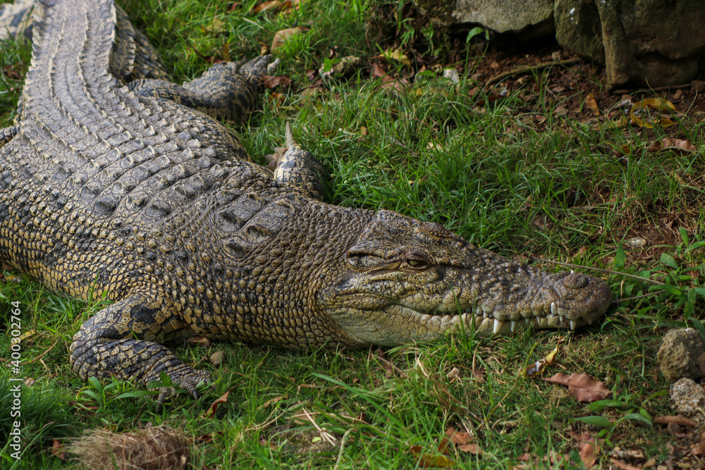 Fototapeta premium crocodile lying on the grass