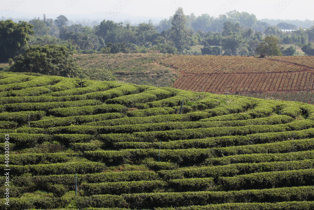 Step pattern on the hill of Tea Plantations farm, nature mountain backgrounds
