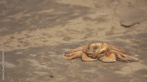 crab on the beach