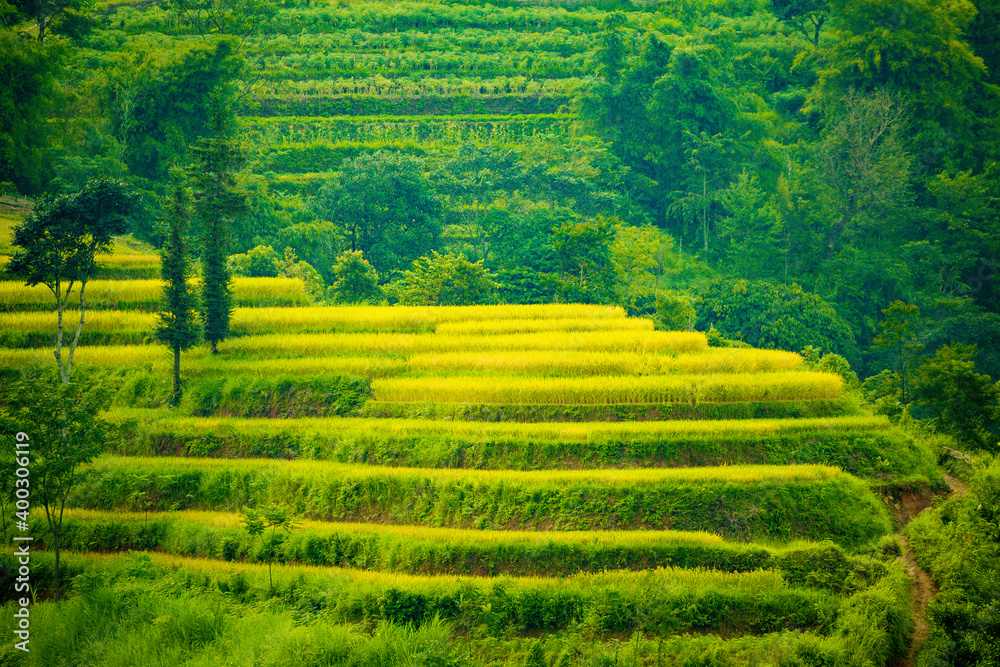 Beautiful view of Rice terrace at Hoang Su Phi. Viewpoint in Hoang Su Phi district, Ha Giang province, Vietnam Beautiful view of Rice terrace at Hoang Su Phi. Viewpoint in Hoang Su Phi district, Ha Giang province, Vietnam
