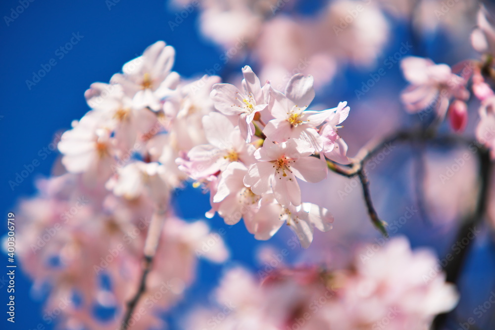 春の到来を告げる桜 春の到来を告げる桜