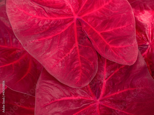 colorful red caladium leaves nature or abstract background by closeup of vivid pink leaf shrub a tropical leafy potted plant for garden decoration and graphic design
