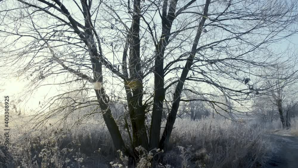 A tree in frost and snow on the field in an early frosty morning is illuminated by the sun A tree in frost and snow on the field in an early frosty morning is illuminated by the sun