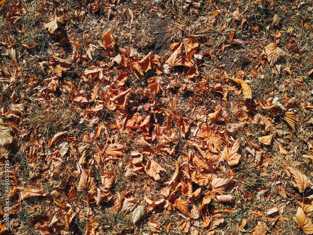 The yellow and orange autumn foliage of chestnuts lies on the ground with grass. View from above.