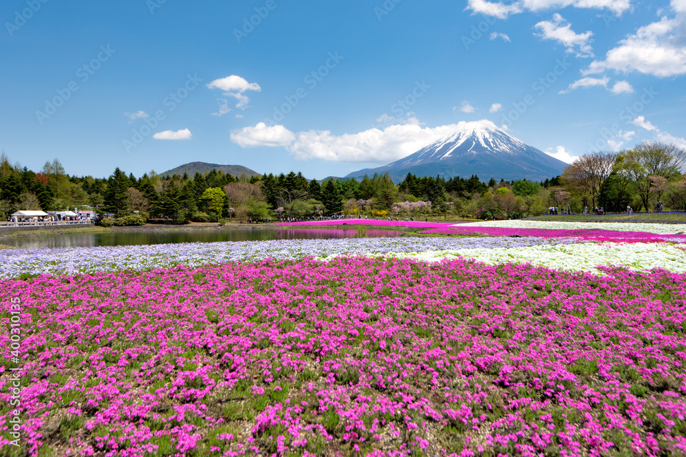 Fuji Mountain and Pink Moss Shibazakura Flower Garden in Spring neat Motosuko Lake, Japan Fuji Mountain and Pink Moss Shibazakura Flower Garden in Spring neat Motosuko Lake, Japan
