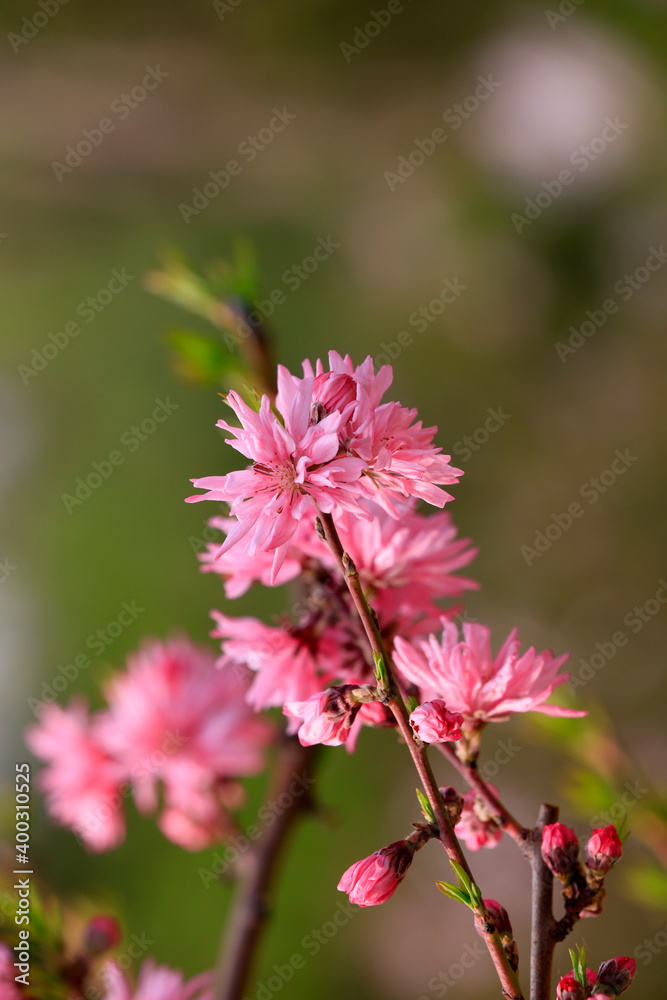 Blooming Rosaceae flowers in the garden, North China Blooming Rosaceae flowers in the garden, North China