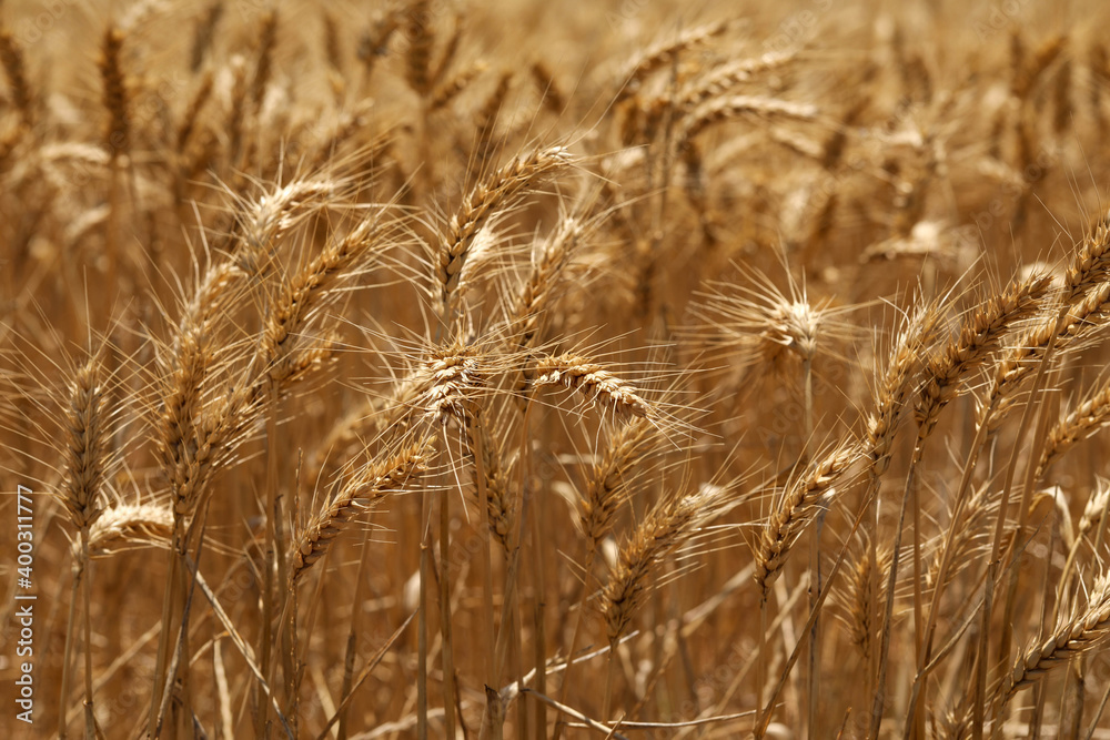 Fototapeta premium Close up image of wheat crop growing in field
