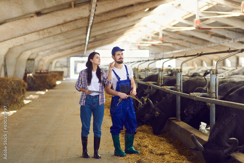 Young positive woman and man farmers or farm workers inrubber boots standing and checking bulls stalls Young positive woman and man farmers or farm workers inrubber boots standing and checking bulls stalls