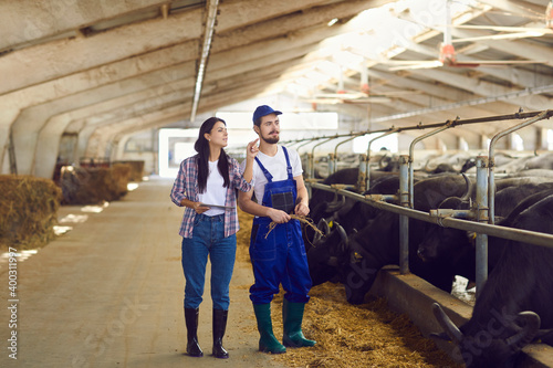 Young positive woman and man farmers or farm workers inrubber boots standing and checking bulls stalls