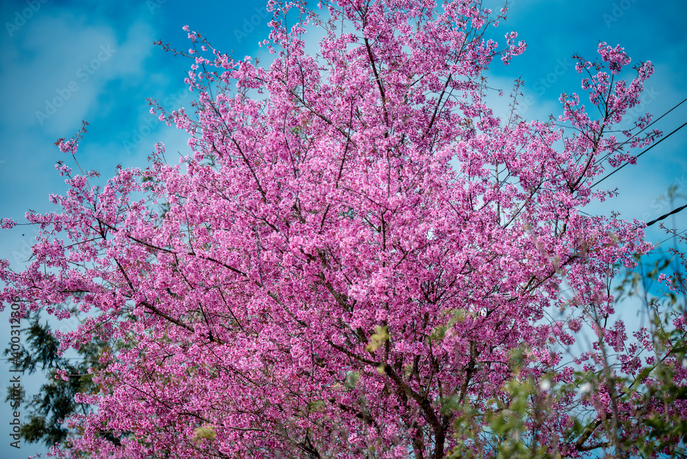 Cherry blossom flowers , sakura flowers in blur background vintage style Cherry blossom flowers , sakura flowers in blur background vintage style