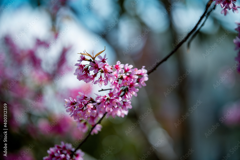 Cherry blossom flowers , sakura flowers in blur background vintage style Cherry blossom flowers , sakura flowers in blur background vintage style