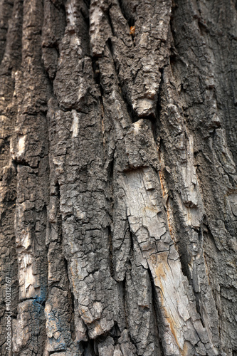Fototapeta Naklejka Na Ścianę i Meble -  Close up of old bark