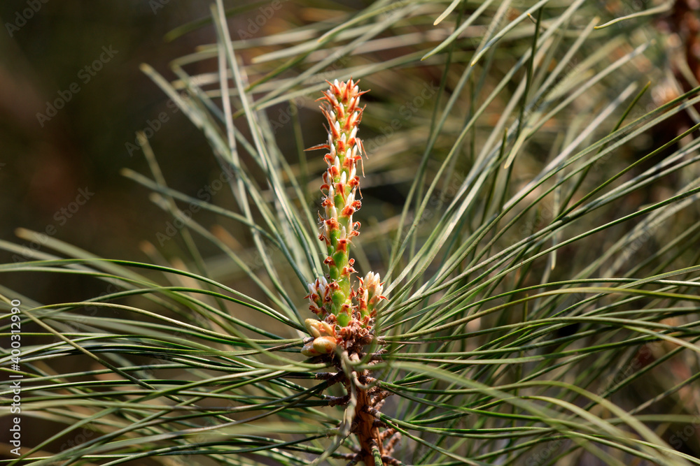 Fototapeta premium Pine flowers in a botanical garden, North China