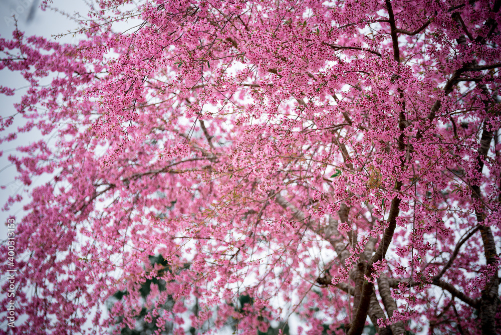 Cherry blossom flowers , sakura flowers in blur background vintage style Cherry blossom flowers , sakura flowers in blur background vintage style