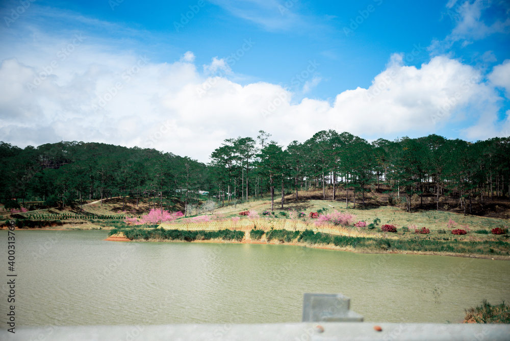 Street view in spring with Sakura blossoms road at Dalat city, Vietnam Street view in spring with Sakura blossoms road at Dalat city, Vietnam